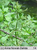 Veronica anagallis-aquatica (przetacznik bobownik)