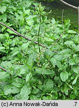 Veronica anagallis-aquatica (przetacznik bobownik)