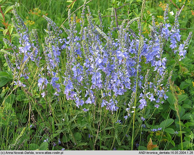 Veronica austriaca (przetacznik ząbkowany)