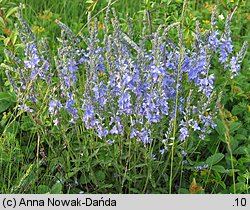 Veronica austriaca (przetacznik ząbkowany)