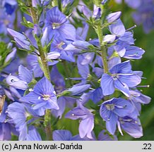 Veronica austriaca (przetacznik ząbkowany)