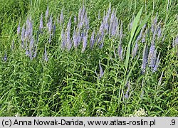 Veronica longifolia ssp. maritimum (przetacznik długolistny)