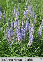 Veronica longifolia ssp. maritimum (przetacznik długolistny)