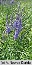 Veronica longifolia ssp. maritimum (przetacznik długolistny)