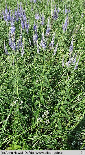 Veronica longifolia ssp. maritimum (przetacznik długolistny)