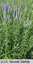 Veronica longifolia ssp. maritimum (przetacznik długolistny)