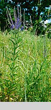 Veronica paniculata (przetacznik zwodny)