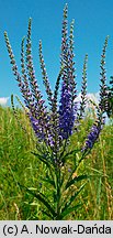 Veronica paniculata (przetacznik zwodny)