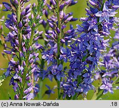 Veronica paniculata (przetacznik zwodny)