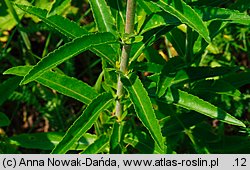 Veronica paniculata