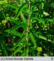 Veronica paniculata