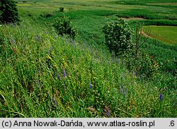 Veronica paniculata