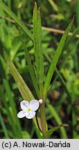 Veronica scutellata (przetacznik błotny)