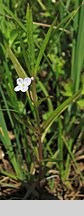 Veronica scutellata (przetacznik błotny)