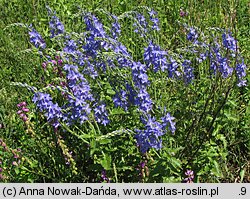 Veronica teucrium (przetacznik pagórkowy)