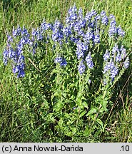 Veronica teucrium (przetacznik pagórkowy)