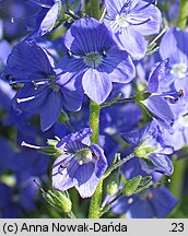 Veronica teucrium (przetacznik pagórkowy)