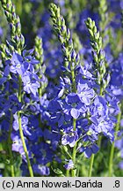 Veronica teucrium (przetacznik pagórkowy)