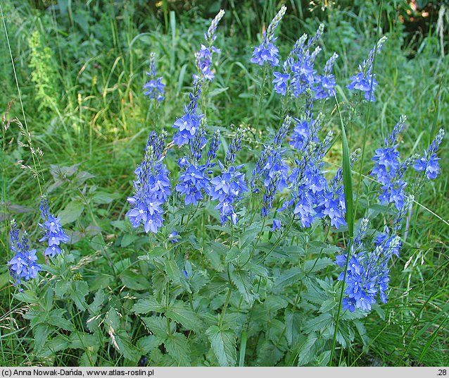 Veronica teucrium (przetacznik pagórkowy)