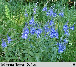 Veronica teucrium (przetacznik pagórkowy)