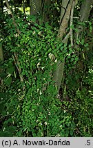 Vicia dumetorum (wyka zaroślowa)