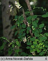 Vicia dumetorum (wyka zaroślowa)