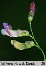 Vicia dumetorum (wyka zaroślowa)