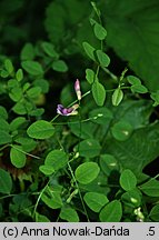 Vicia dumetorum (wyka zaroślowa)