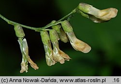 Vicia dumetorum (wyka zaroślowa)