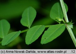 Vicia dumetorum (wyka zaroślowa)