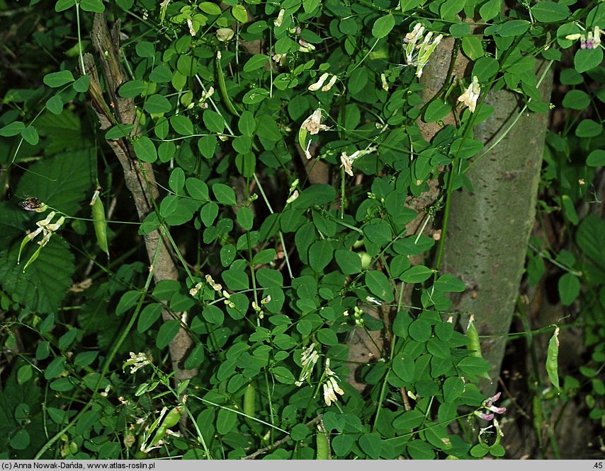 Vicia dumetorum (wyka zaroślowa)