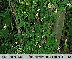 Vicia dumetorum (wyka zaroślowa)