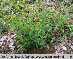 Vicia sylvatica (wyka leśna)