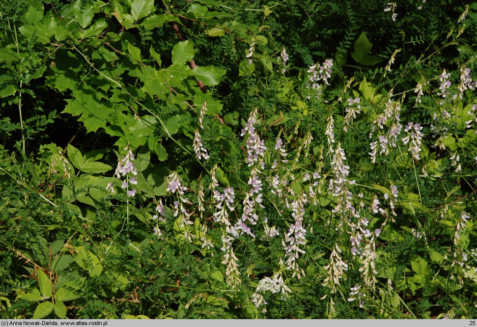 Vicia sylvatica (wyka leśna)