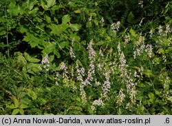 Vicia sylvatica (wyka leśna)