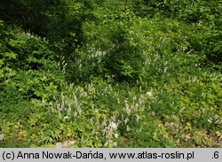 Vicia sylvatica (wyka leśna)