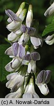 Vicia sylvatica (wyka leśna)