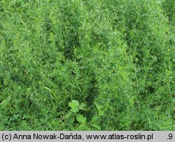 Vicia tetrasperma (wyka czteronasienna)