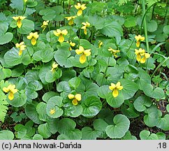 Viola biflora (fiołek dwukwiatowy)