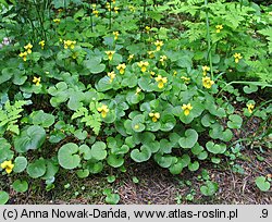 Viola biflora (fiołek dwukwiatowy)