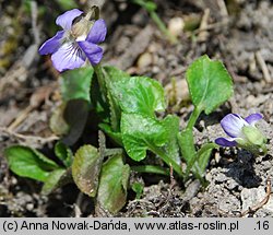 Viola collina (fiołek pagórkowy)