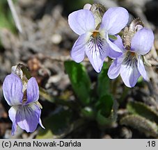 Viola collina (fiołek pagórkowy)