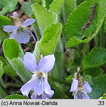 Viola collina (fiołek pagórkowy)