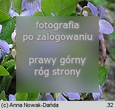 Viola collina (fiołek pagórkowy)