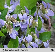 Viola collina (fiołek pagórkowy)