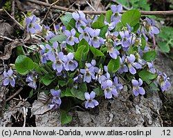 Viola collina (fiołek pagórkowy)