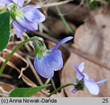 Viola hirta (fiołek kosmaty)