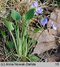 Viola hirta (fiołek kosmaty)