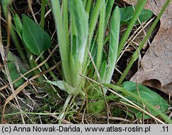 Viola hirta (fiołek kosmaty)