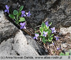 Viola hirta (fiołek kosmaty)